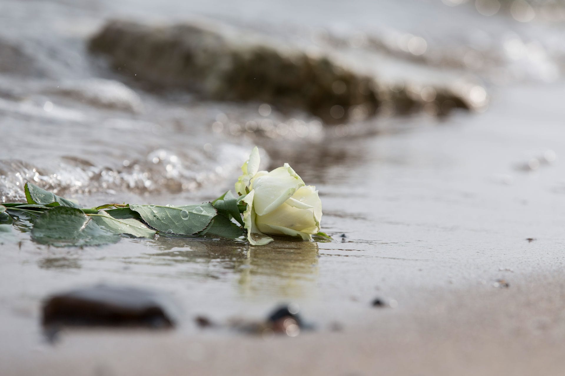 Eine weiße Rose am Strand, von Wasser umspült