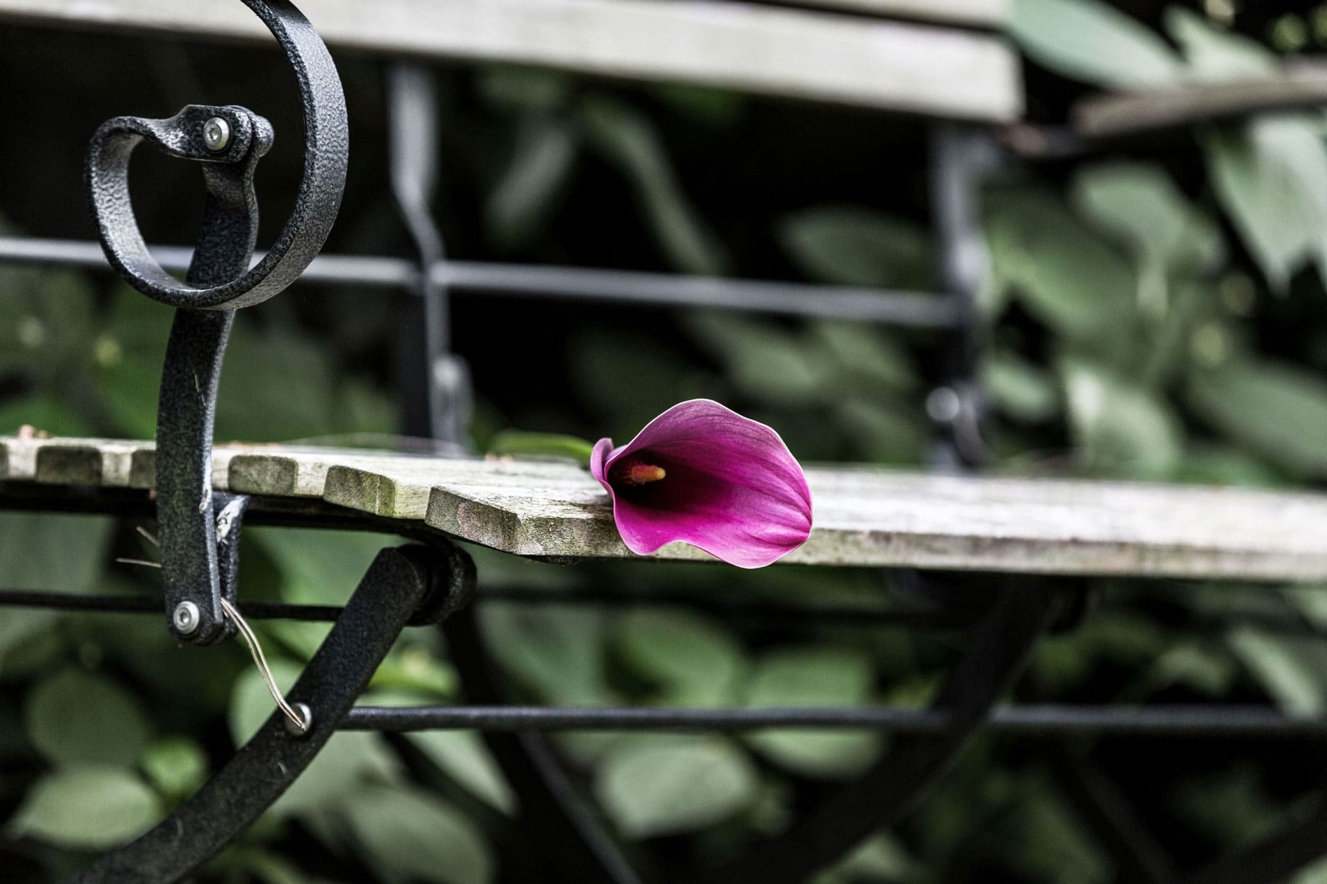 Eine lila Blume auf einer Bank